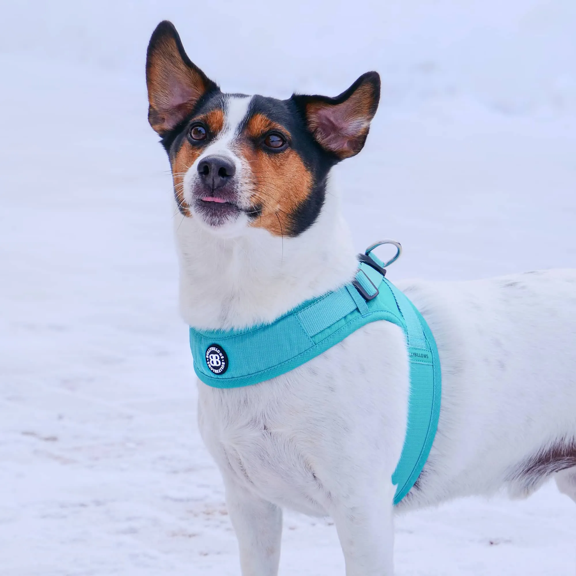 Boomerang Harness - XS-M Breeds - Carminerose