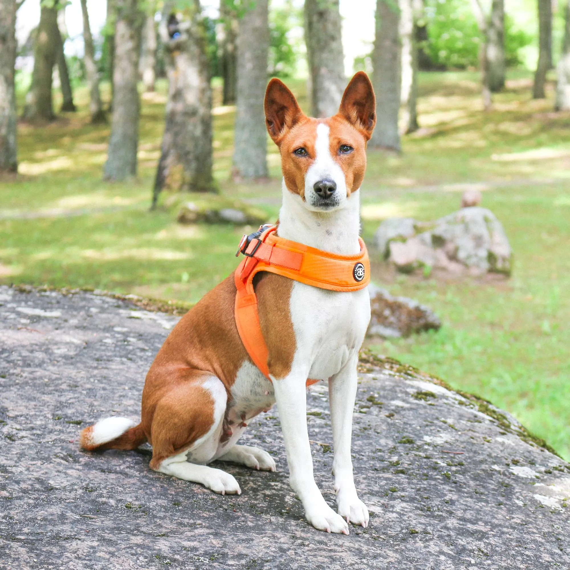 Boomerang Harness - XS-M Breeds - Olive Green